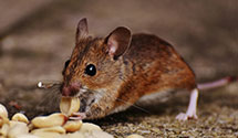 24 Hour & Emergency Exterminators in Maskell, NE